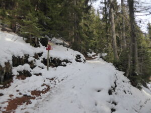 Sentier en forêt enneigé juste ce qu'il faut