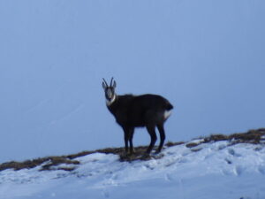 Chamois qui était dans le versant SE de l'Arolette quand je suis arrivé