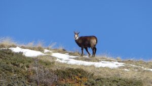 Authentique chamois