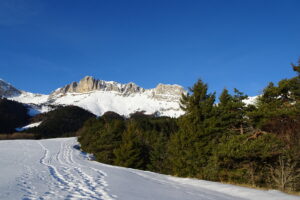 Prairie, le pas se cache derrière le faîte du sapin