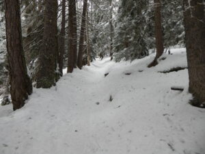 Le chemin en forêt peu après le départ