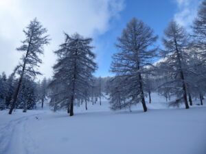 Le mélézin sous l'alpage de l'Arpille