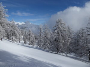 Encore des traces à faire dans le mélézin