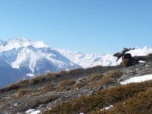 Une des innombrables sculptures qui jalonnent le sentier vers le refuge du mont Fallère. Grand Paradis bien enneigé.