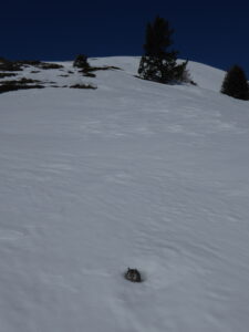 Petit hibou sculpté sous la crête SE